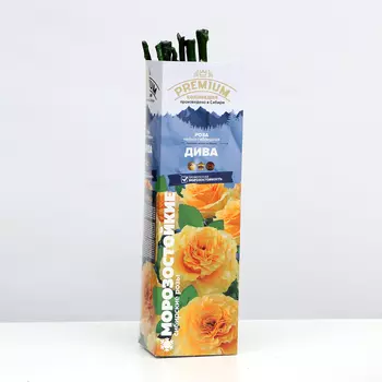 Саженец розы Дива Серия "Премиум", 1 шт, Весна 2025