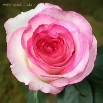 Саженец розы Дольче Вита Весна 2024, 1 шт.