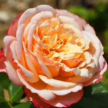 Саженец Розы Флорибунда "Амальтея", 1 шт, Весна 2025