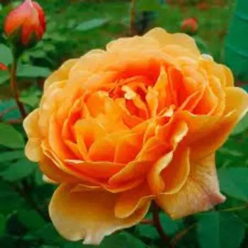 Саженец Розы Флорибунда "Корнет", кустовая, 1 шт, Весна 2023