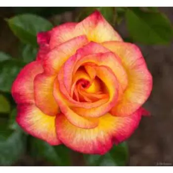 Саженец Розы Флорибунда "Рея", кустовая, 1 шт, Весна 2025