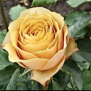 Саженец Розы Флорибунда "Санта Бьянка", 1 шт, Весна 2023