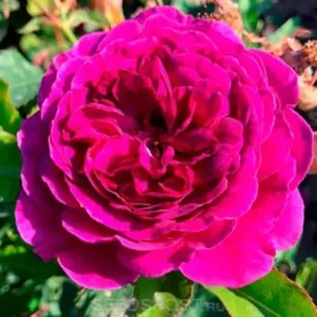 Саженец Розы Флорибунда "Терра Ностра", кустовая, 1 шт, Весна 2025