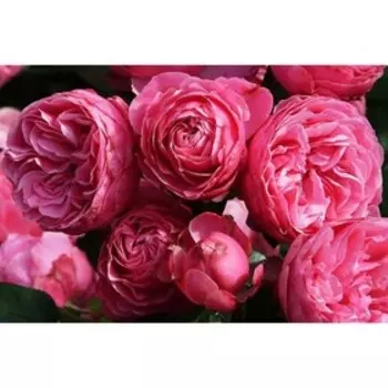 Саженец Розы Флорибунда "Торонто", 1 шт, Весна 2025