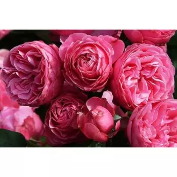 Саженец Розы Флорибунда "Торонто", 1 шт, Весна 2025