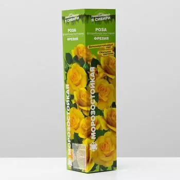 Саженец розы Фрезия, Весна 2023, 1 шт.