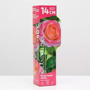 Саженец розы Фруктовый ликер Весна 2023, 1 шт.