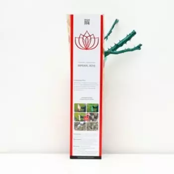 Саженец розы "Голден Лиф", 1 шт, туба, Весна 2023