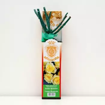 Саженец розы "Голден Медальён ", 1 шт, туба, Весна 2023