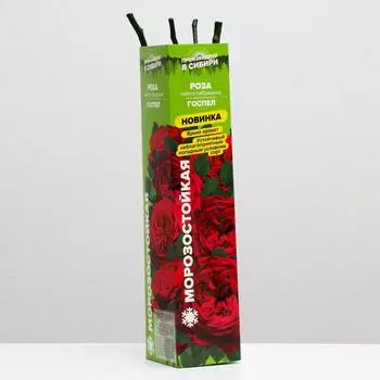 Саженец розы Госпел Весна 2025, 1 шт.