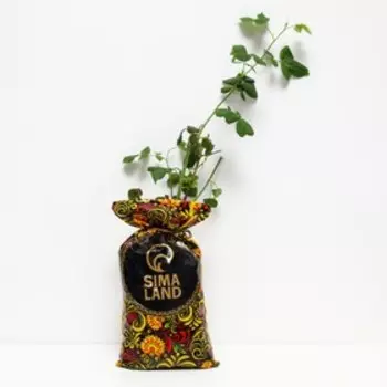 Саженец розы "Хай меджик" 1 шт