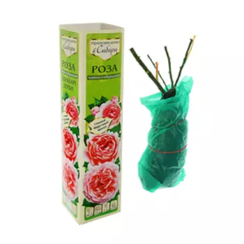 Саженец розы Хайлендер, Весна 2025, 1 шт.