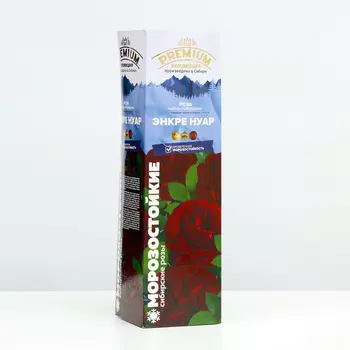 Саженец розы Энкре Нуар Серия "Премиум", 1 шт , Весна 2025