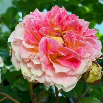 Саженец розы "Юлий Цезарь", 1 шт, Весна 2024