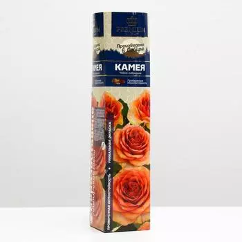 Саженец розы Камея Весна 2025, 1 шт.