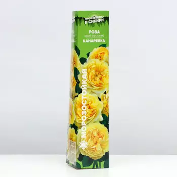 Саженец розы "Канарейка", 1 шт, Весна 2025