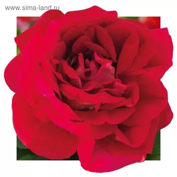 Саженец розы Каравелла Весна 2025, 1 шт.