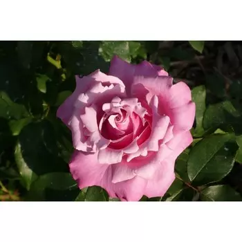 Саженец розы "Кэтрин Хайт" 1 шт