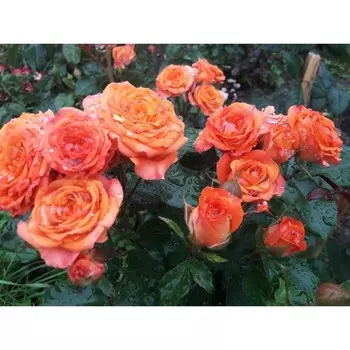 Саженец Розы "Келли", Горшок С4, Весна 2025