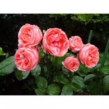 Саженец розы "Кимоно", 1 шт, Весна 2025