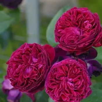 Саженец Розы Клаймбер "Фальстафф", плетистая, 1 шт, Весна 2025