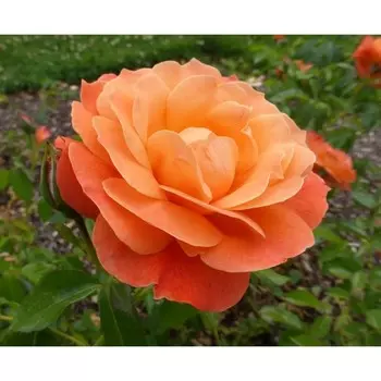 Саженец розы "Лиссабон", 1 шт, Весна 2024