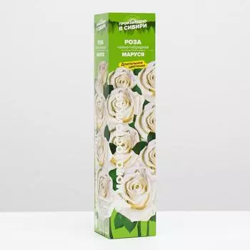 Саженец розы Маруся, Весна 2025, 1 шт.