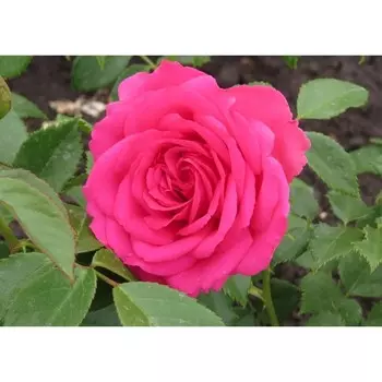 Саженец розы "Мелодия" 1 шт