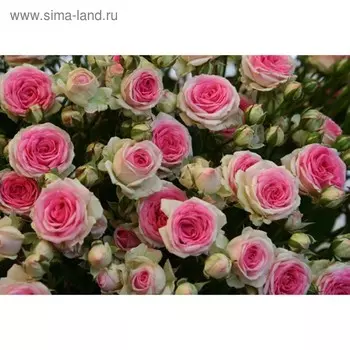 Саженец розы Мими Эдем Весна 2024, 1 шт.