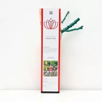 Саженец розы "Нигридо", 1 шт, туба, Весна 2023