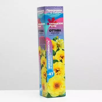 Саженец розы Оттава Весна 2023, 1 шт.