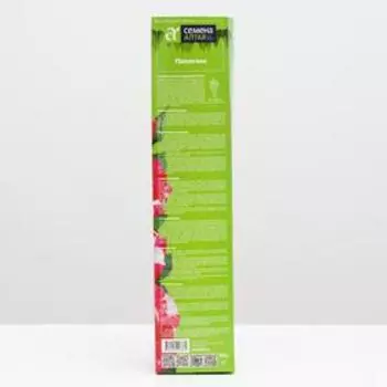 Саженец розы Папагено, Весна 2025, 1 шт.