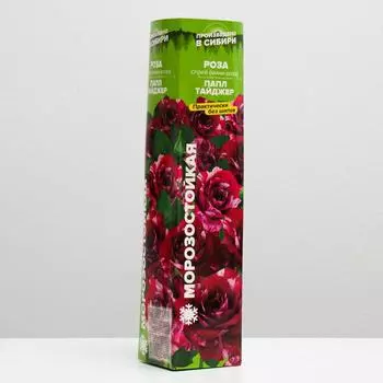 Саженец розы Папл Тайджер, Весна 2025, 1 шт.