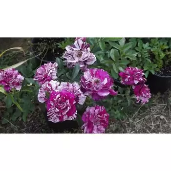 Саженец Розы "Папл Тайджер", Горшок С4, Весна 2025