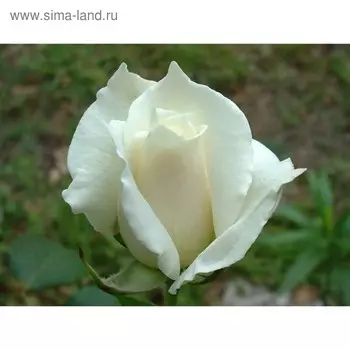 Саженец розы Паскаль, Весна 2025, 1 шт.