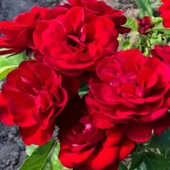 Саженец Розы Патио "Пандора", кустовая, 1 шт, Весна 2025