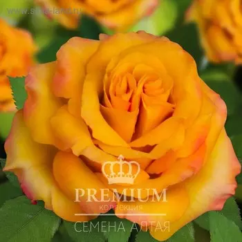 Саженец розы Пина Колада Весна 2023, 1 шт.