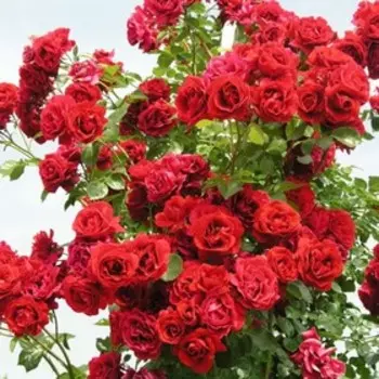 Саженец Розы Плетистая "Амадеус", 1 шт, Весна 2024