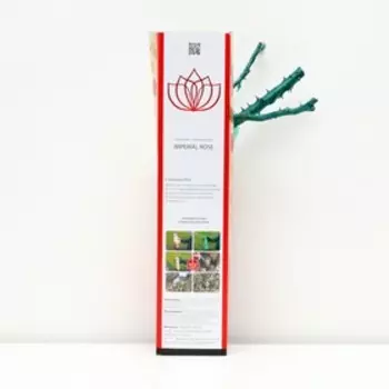 Саженец розы "Дитер Ведель ", 1 шт, туба, Весна 2023