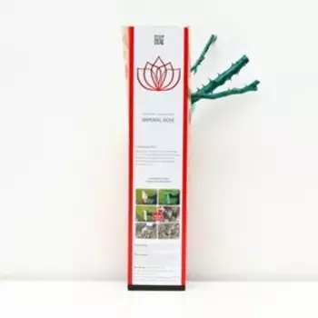 Саженец розы "Поиск" "Вивальди" 1 шт., Весна 2022