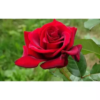 Саженец розы "Преферанс" 1 шт