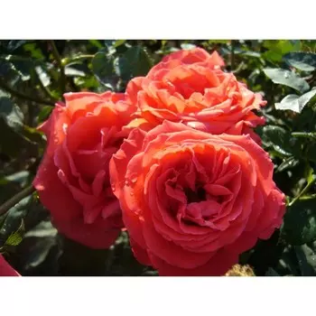 Саженец розы "Рабона" 1 шт