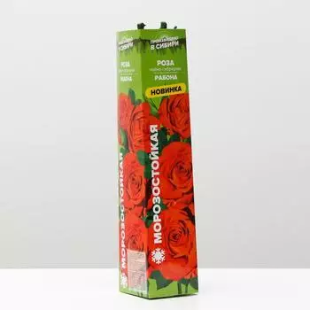 Саженец розы Рабона Весна 2025, 1 шт.