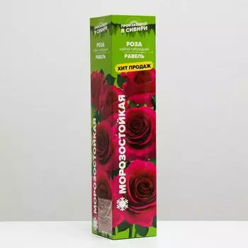 Саженец розы Равель, Весна 2023, 1 шт.