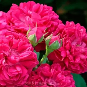 Саженец Розы Шраб "Джинни", кустовая, 1 шт, Весна 2023