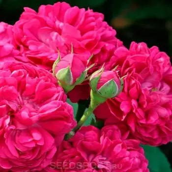 Саженец Розы Шраб "Джинни", кустовая, 1 шт, Весна 2023