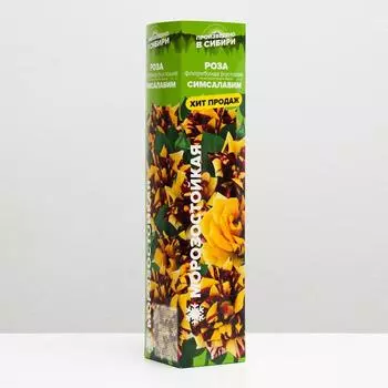 Саженец розы Симсалабим, Весна 2025, 1 шт.