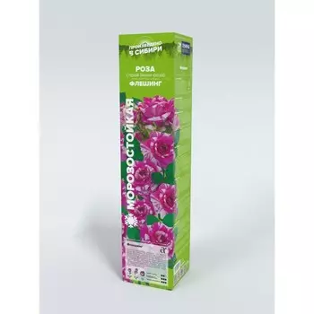 Саженец Розы Спрей "Флешинг", мини-роза, 1 шт, Весна 2025