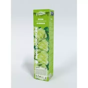 Саженец Розы Спрей "Лувиана", мини-роза, 1 шт, Весна 2025