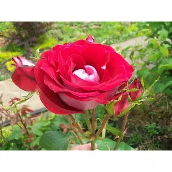 Саженец Розы Спрей "Манитоба", 1 шт, Весна 2025